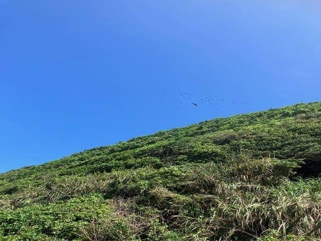 伊良湖岬吟行　2024年10月　鷹の渡り